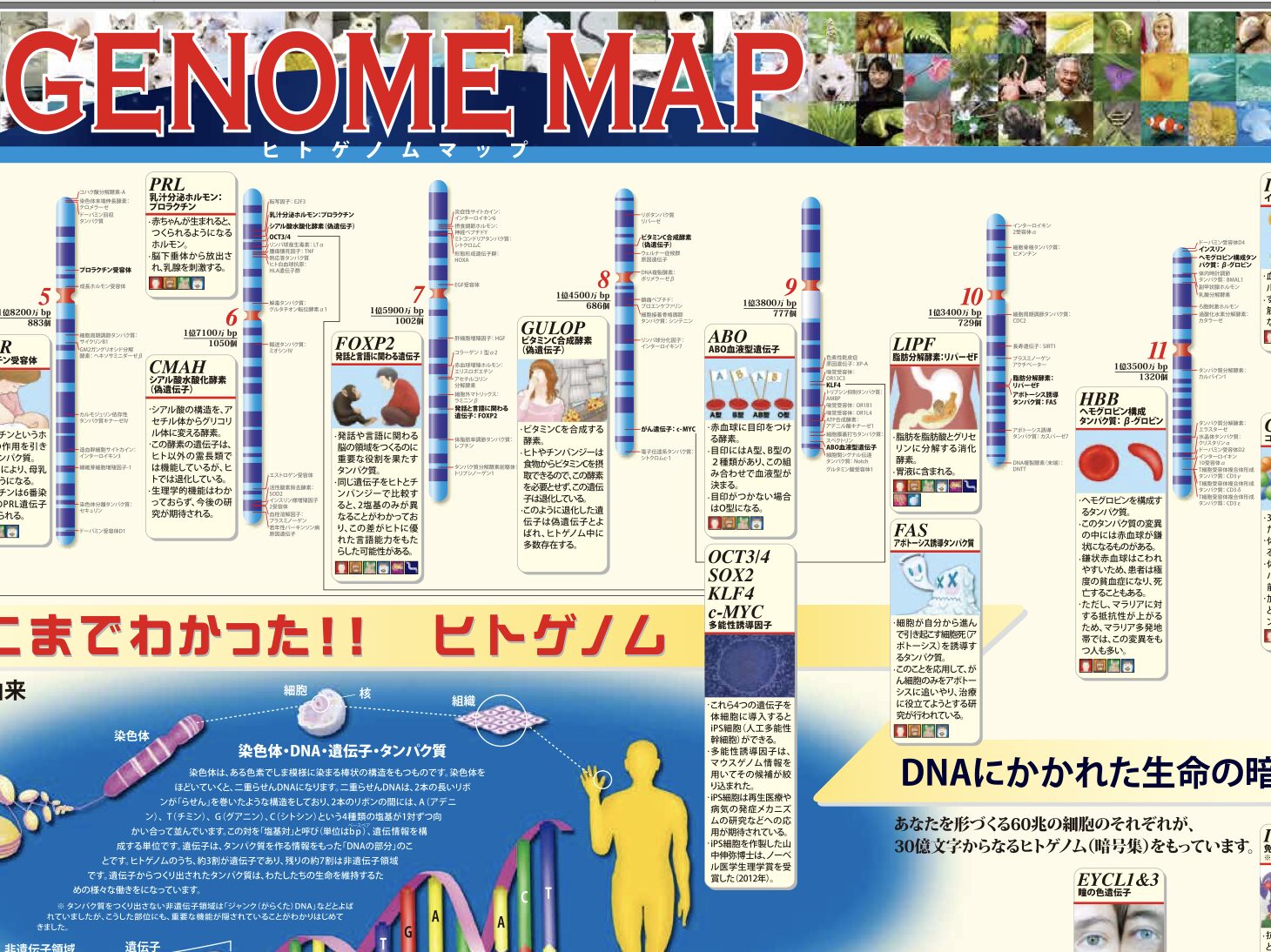 文部科学省「一家に1枚 ヒトゲノムマップ」